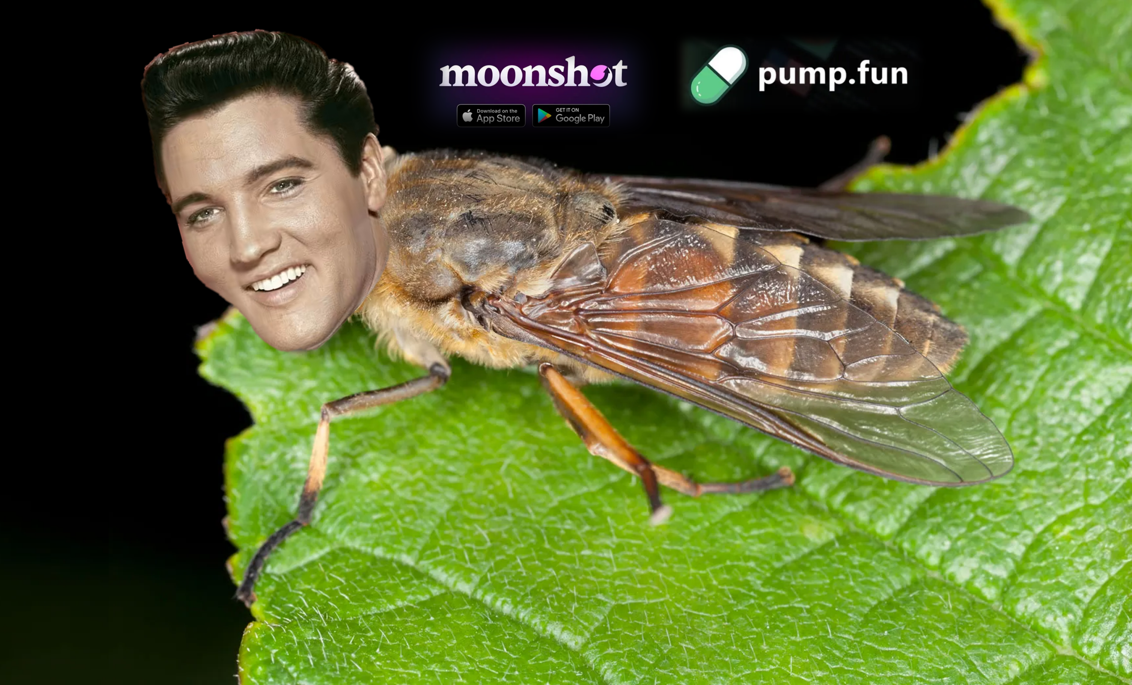 $ELVIS horsefly banner